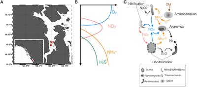 Rates and Pathways of N2 Production in a Persistently Anoxic Fjord: Saanich Inlet, British Columbia